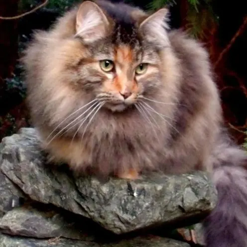 Fluffy cat outside on a rock staring in the distance